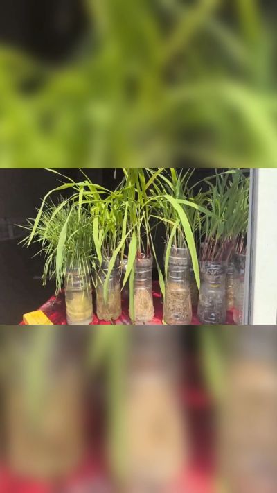微生物菌剂，出厂前每克添加5亿微生物。最新实验生根育苗，保证不烧苗，促进毛细根增长，抑制病虫害，疏松土壤，保水保肥。近期需要用肥的老板提前联系，19331068337微信同步。