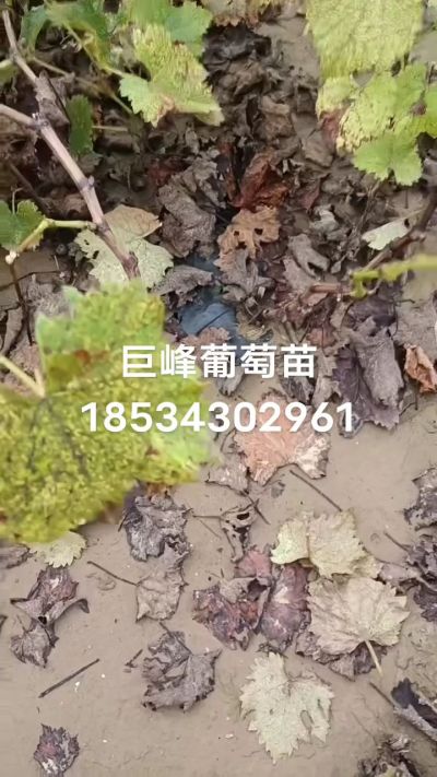 巨峰葡萄苗，一年扦插苗，苗圃基地直销！需要联系18534302961