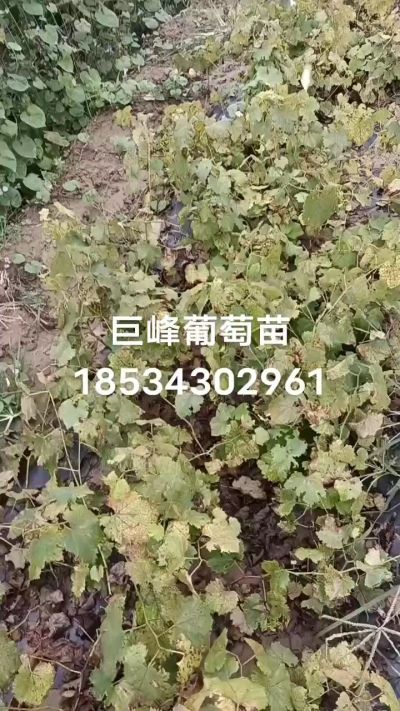 出售早熟巨峰葡萄苗。药用连翘苗，科研五号优质种苗，2/5年苗，药用连翘树，挂果树，全国包邮到家！财富密码18534302961
