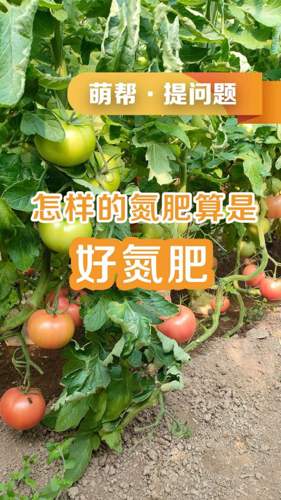 怎样的氮肥算是好氮肥