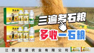 冬季种植，油菜，小麦，草莓等作物的，出现了除草剂药害，黄叶，僵苗，苗不长等问题，马上用多石粮，确保5天见到效果。