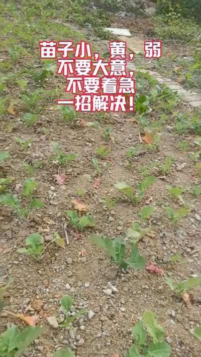 油菜苗子弱苗子小，就用多石粮，5天见效果。