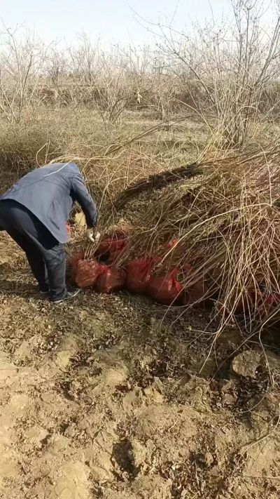 出售药用连翘苗，科研五号优质种苗，2/5年苗，药用连翘树，挂果树，全国包邮到家！财富密码18534302961出售药用连翘苗，科研五号优质种苗，2/5年苗，药用连翘树，挂果树，全国包邮到家！财富密码1