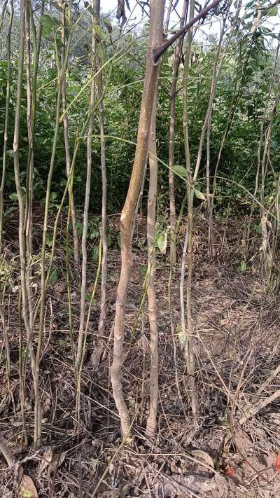 出售臭椿苗，巨峰葡萄苗。药用连翘苗，科研五号优质种苗，2/5年苗，药用连翘树，挂果树，全国包邮到家！财富密码18534302961