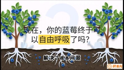 第3节：别把树&ldquo;憋死&rdquo;&mdash;&mdash;正确的定植与换盆手法,   课程：《蓝莓&ldquo;高产&rdquo;实战课：从选苗到丰收的10个关键点》