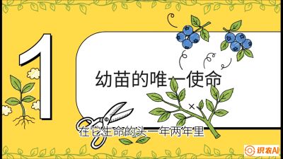 第6节：修剪决定产量（上）&mdash;&mdash;幼苗期与生长期修剪， 课程：《蓝莓&ldquo;高产&rdquo;实战课：从选苗到丰收的10个关键点》