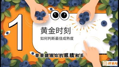 第10节：完美的&ldquo;果粉&rdquo;&mdash;&mdash;采摘时机与保鲜， 课程：《蓝莓&ldquo;高产&rdquo;实战课：从选苗到丰收的10个关键点》