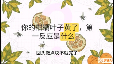 第一节：保命生死线&mdash;&mdash;黄龙病与木虱，课程：《柑橘十大病虫害：从入门到精通》