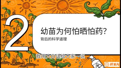 第02节：幼树管理&mdash;&mdash;&ldquo;防晒又防草，树势起得早&rdquo;，课程：《槟榔种植：从不懂到精通的10堂必修课》