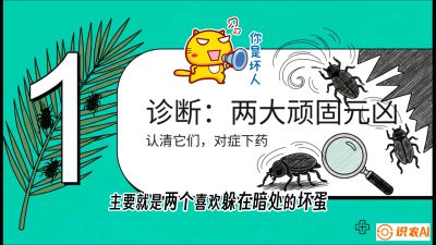 第06节：顽固虫害防治&mdash;&mdash;&ldquo;钻心虫与红蜘蛛，打准时间才服输&rdquo;《槟榔种植：从不懂到精通的10堂必修课》