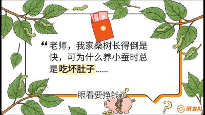 第01节：不仅仅是树&mdash;&mdash;顶级品种选配策略，课程：《桑海淘金：桑树高产与蚕桑安全进阶实战课》