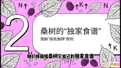 第04节：地下核动力&mdash;&mdash;桑树专用水肥一体化配方，课程：《桑海淘金：桑树高产与蚕桑安全进阶实战课》