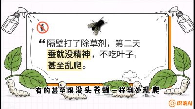 第05节：养蚕人的&ldquo;排雷战&rdquo;&mdash;&mdash;除草剂的生死禁忌，课程：《桑海淘金：桑树高产与蚕桑安全进阶实战课》