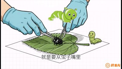 第07节：虫口夺叶（下）&mdash;&mdash;不得不打药时的&ldquo;解毒术&rdquo;，课程：《桑海淘金：桑树高产与蚕桑安全进阶实战课》