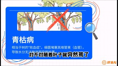 第08节：看不见的杀手&mdash;&mdash;青枯病与萎缩病，课程：《桑海淘金：桑树高产与蚕桑安全进阶实战课》
