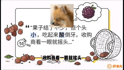 第10节：甜蜜的科学&mdash;&mdash;膨大、增甜与转色，课程：《桑海淘金：桑树高产与蚕桑安全进阶实战课》