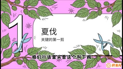 第11节：叶果双收&mdash;&mdash;特殊的夏伐与冬伐，课程：《桑海淘金：桑树高产与蚕桑安全进阶实战课》