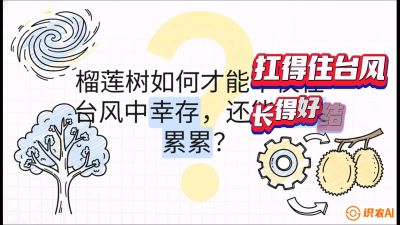 第四节：中国榴莲突围战：为生存重塑权型，抗台风矮化栽培与力学牵引，课程：《国产榴莲突围战：从泰国经验到中国实操的8堂必修课（高阶实战版）》