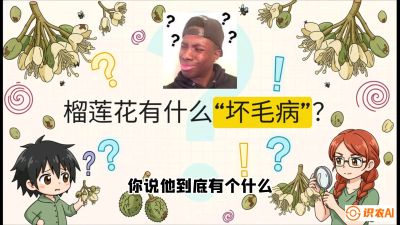 第六节：榴莲的午夜战事，夜间授粉战与花果期避雨策略，课程：《国产榴莲突围战：从泰国经验到中国实操的8堂必修课（高阶实战版）》