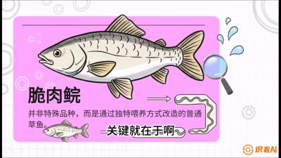第六节：【老品升级&middot;脆肉鲩】如何让草鱼身价翻倍？，课程：《黄金鳞甲：2025中国淡水鱼高效养殖实战营》