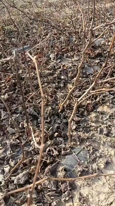 出售，巨峰葡萄苗。药用连翘苗，科研五号优质种苗，2/5年苗，药用连翘树，挂果树，全国包邮到家！财富密码18534302961