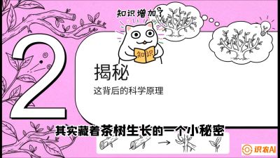 第04节（修剪篇）：树势复活术：从&ldquo;越剪越弱&rdquo;到&ldquo;枝繁叶茂&rdquo;的能量管理与夏秋茶逆袭，课程：《茶金时代：从&ldquo;看天吃饭&rdquo;到&ldquo;精准控局&rdquo;的茶叶高产提质实战课》