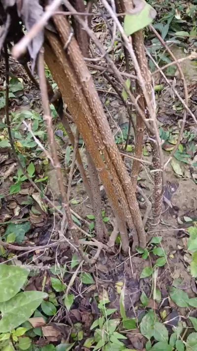 出售药用连翘苗，科研五号优质种苗，2/5年苗，药用连翘树，挂果树，全国包邮到家！财富密码18534302961出售药用连翘苗，科研五号优质种苗，2/5年苗，药用连翘树，挂果树，全国包邮到家！财富密码1