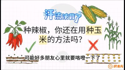 第1节：【品种定江山】工业辣椒vs小米辣：底肥公式与密度陷阱的&ldquo;百万生意经&rdquo;，课程：《辣椒种植实战特训营，从工业辣椒到精品小米辣，教你如何把&ldquo;草&rdquo;种成&ldquo;金&rdquo;》