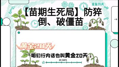 第2节：【苗期生死局】防猝倒、破僵苗，决定后期产量的&ldquo;黄金20天&rdquo;，课程：《辣椒种植实战特训营，从工业辣椒到精品小米辣，教你如何把&ldquo;草&rdquo;种成&ldquo;金&rdquo;》
