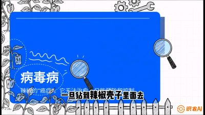 第5节：【病毒病阻击】辣椒的&ldquo;癌症&rdquo;怎么治？从&ldquo;绝收恐慌&rdquo;到&ldquo;带毒生产&rdquo;的逆转术，课程：《辣椒种植实战特训营，从工业辣椒到精品小米辣，教你如何把&ldquo;草&rdquo;种成&ldquo;金&rdquo;》