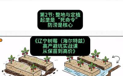 第二节： 整地与定植&mdash;&mdash;起垄是&ldquo;死命令&rdquo;，防涝是核心，课程：《辽宁树莓（海尔特兹）高产避坑实战课：从保苗到高价》