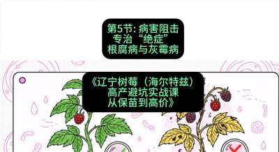 第五节： 病害阻击&mdash;&mdash;专治&ldquo;绝症&rdquo;根腐病与灰霉病，课程：《辽宁树莓（海尔特兹）高产避坑实战课：从保苗到高价》