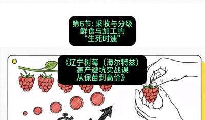 第六节： 采收与分级&mdash;&mdash;鲜食与加工的&ldquo;生死时速&rdquo;，课程：《辽宁树莓（海尔特兹）高产避坑实战课：从保苗到高价》