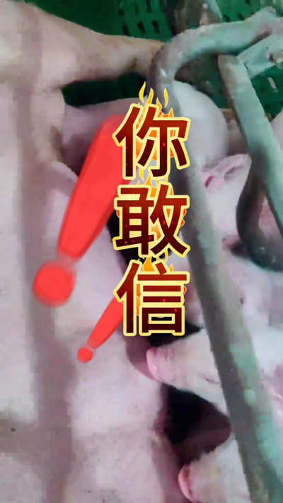 小猪抢不到奶，干瘦不长肉？成活率总上不去？😭
自从用上南商农科这款仔猪补奶机，再也没这烦恼！
✅ 一键设置下料参数，新手也能上手
✅ 恒温补奶，小猪抢着喝，长势超均匀
从车间精工组装到猪场落地使用，每