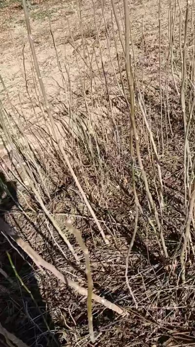 出售臭椿苗，巨峰葡萄苗。药用连翘苗，科研五号优质种苗，2/5年苗，药用连翘树，挂果树，全国包邮到家！财富密码18534302961