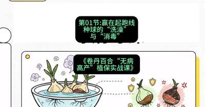 第01节：赢在起跑线&mdash;&mdash;种球的&ldquo;洗澡&rdquo;与&ldquo;消毒&rdquo;，课程：《卷丹百合&ldquo;无病高产&rdquo;植保实战课》#识农AI