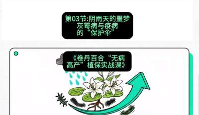 第03节：阴雨天的噩梦&mdash;&mdash;灰霉病与疫病的&ldquo;保护伞&rdquo;，课程：《卷丹百合&ldquo;无病高产&rdquo;植保实战课》#识农AI