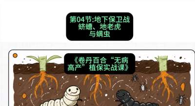 第04节：地下保卫战&mdash;&mdash;蛴螬、地老虎与螨虫 ，课程：《卷丹百合&ldquo;无病高产&rdquo;植保实战课》#识农AI