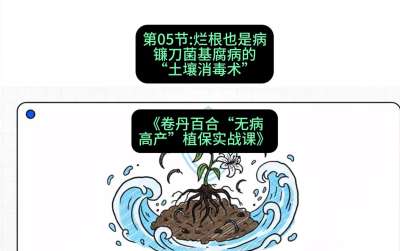 第05节：烂根也是病&mdash;&mdash;镰刀菌基腐病的&ldquo;土壤消毒术&rdquo; ，课程：《卷丹百合&ldquo;无病高产&rdquo;植保实战课》#识农AI