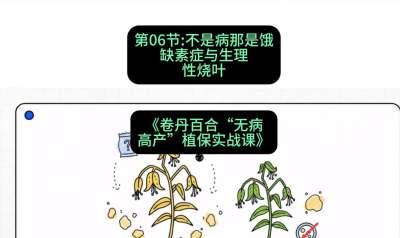 第06节：不是病那是饿&mdash;&mdash;缺素症与生理性烧叶 ，课程：《卷丹百合&ldquo;无病高产&rdquo;植保实战课》#识农AI