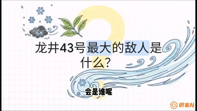 第04节：龙井双璧&mdash;&mdash;龙井43与群体种的差异化护养（重点），课程：《茗茶卫士&mdash;&mdash;茶叶病虫害绿色防控实战课》#识农AI