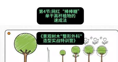 第04节：网红&ldquo;棒棒糖&rdquo;&mdash;&mdash;单干高杆植物的速成法，课程：《景观树木&ldquo;整形外科&rdquo;造型实战特训营》#识农AI