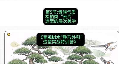 第05节：贵族气质&mdash;&mdash;松柏类&ldquo;云片&rdquo;造型的层次美学，课程：《景观树木&ldquo;整形外科&rdquo;造型实战特训营》#识农AI