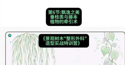 第06节：飘逸之美&mdash;&mdash;垂枝类与藤本植物的牵引术，课程：《景观树木&ldquo;整形外科&rdquo;造型实战特训营》#识农AI