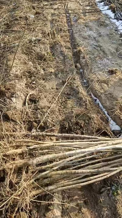 出售臭椿苗，巨峰葡萄苗。药用连翘苗，科研五号优质种苗，2/5年苗，药用连翘树，挂果树，全国包邮到家！财富密码18534302961