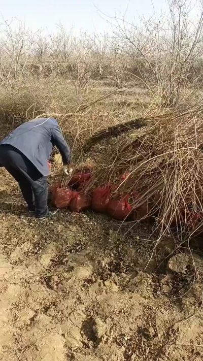 出售药用连翘苗，科研五号优质种苗，2/5年苗，药用连翘树，挂果树，全国包邮到家！财富密码18534302961出售药用连翘苗，科研五号优质种苗，2/5年苗，药用连翘树，挂果树，全国包邮到家！财富密码1