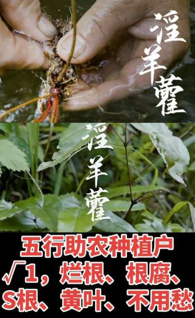 177，1907，0725，V 同号
1  老乡们！种淫羊藿不用乱买肥，咱这款专用肥，针对淫羊藿习性配的，壮苗防烂根，采收多卖钱，用过都回头！
2  咱种淫羊藿图的就是省心高产！专用肥薄肥勤施，苗不烧