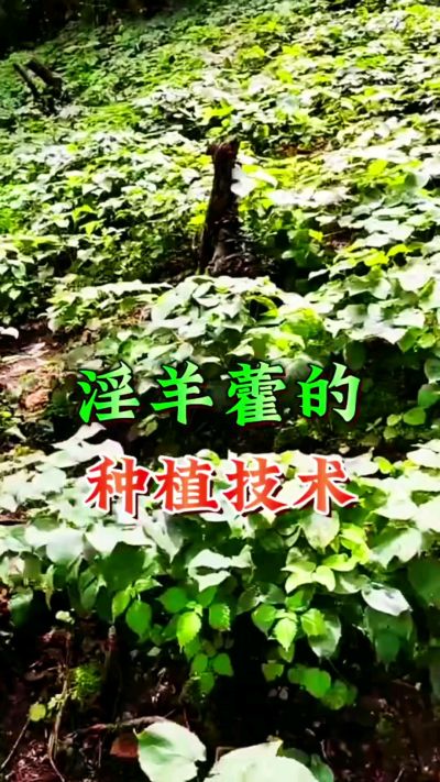 揭秘&ldquo;仙草&rdquo;淫羊藿的种植密码！耐严寒耐贫瘠，林下套种不占耕地，管理简单还能套种其他作物，一亩地的投入两亩地的收益～ 想返乡创业的赶紧码住！ #淫羊藿种植技术 #返乡创业项目 #药材种植指南 #农业新风