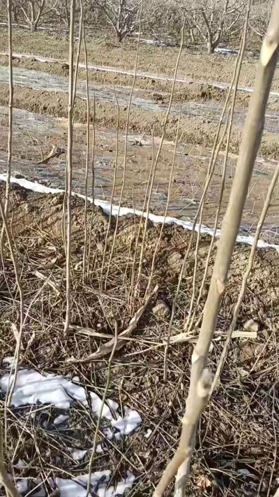 臭椿苗，一年苗，需要联系我，全国包邮到家。18534302961