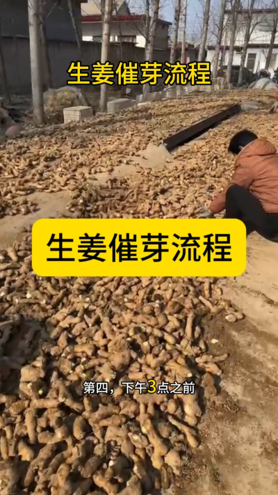 生姜催芽流程